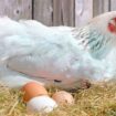 Chickens when they start laying eggs | Sen Gideons