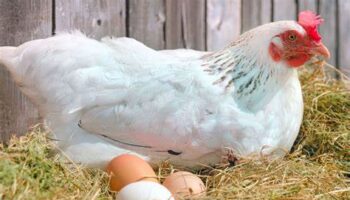 Chickens when they start laying eggs | Sen Gideons