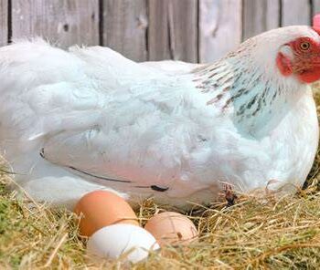 Chickens when they start laying eggs | Sen Gideons