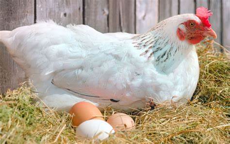 Chickens when they start laying eggs | Sen Gideons